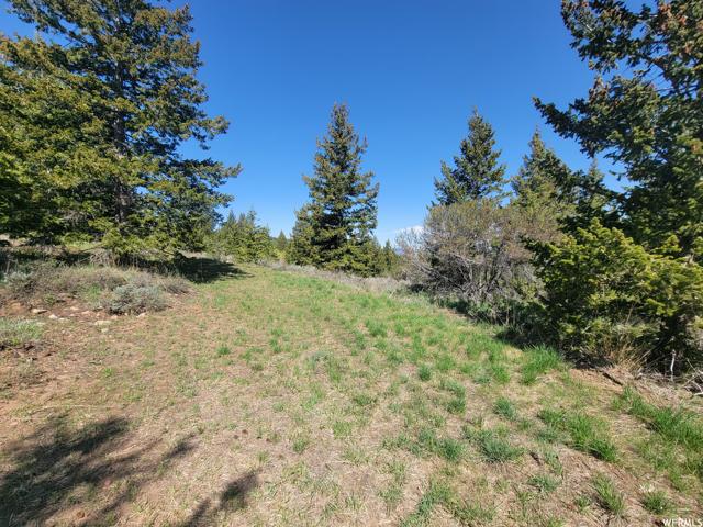 00 BARE GROUND