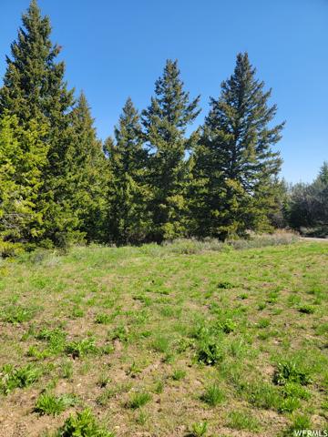 00 BARE GROUND