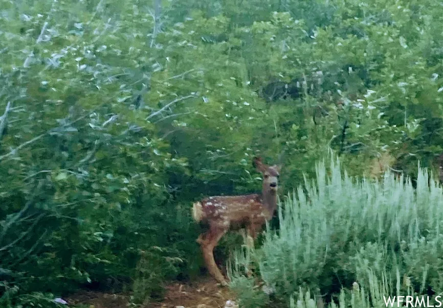 Nice neighbors