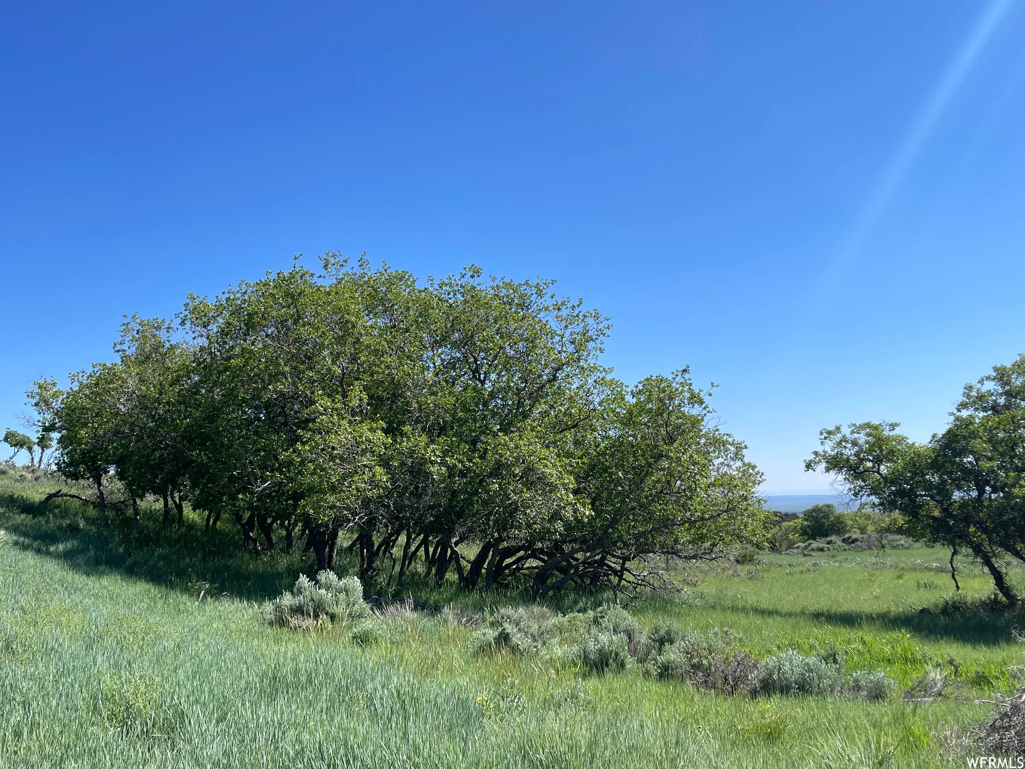 View of local wilderness