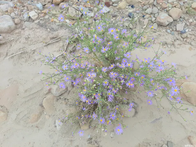 Early Spring and late fall blooms.