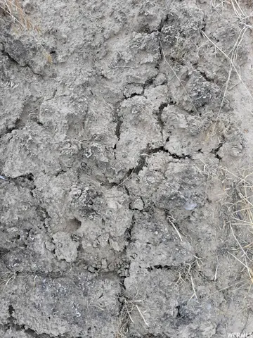 Cryptobiotic Soil. "Tip toe through the Crypito."