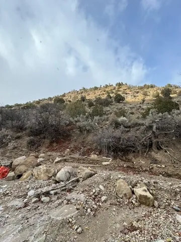 View of local wilderness