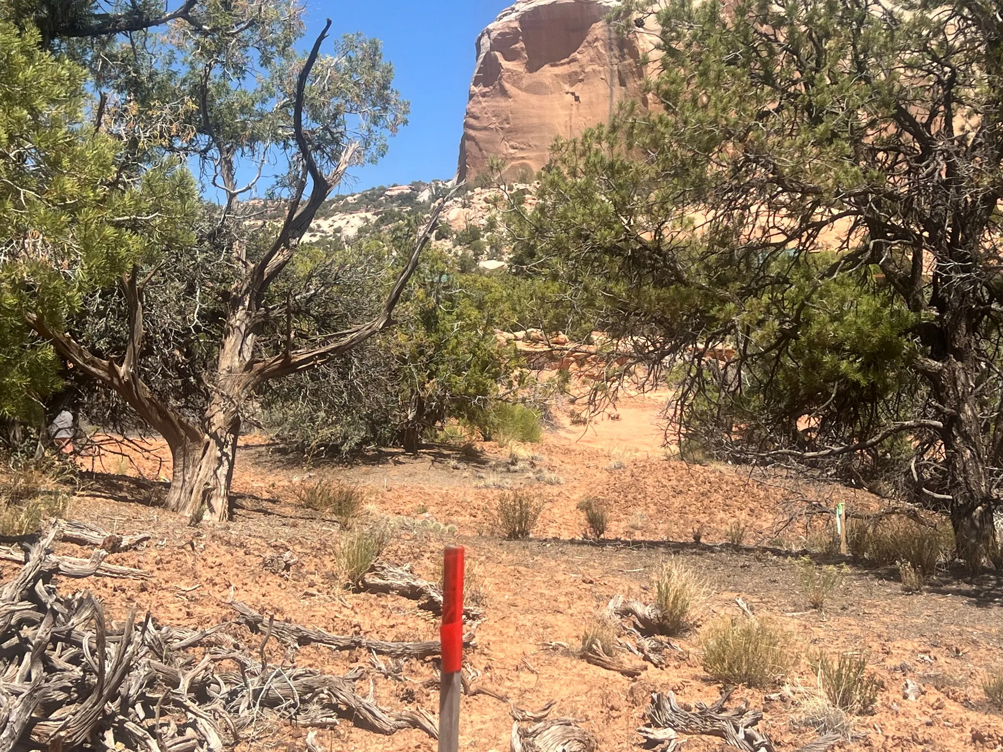 Expansive natural desert landscape featuring established trees and shrubs, red rock formations, and a clear sky
