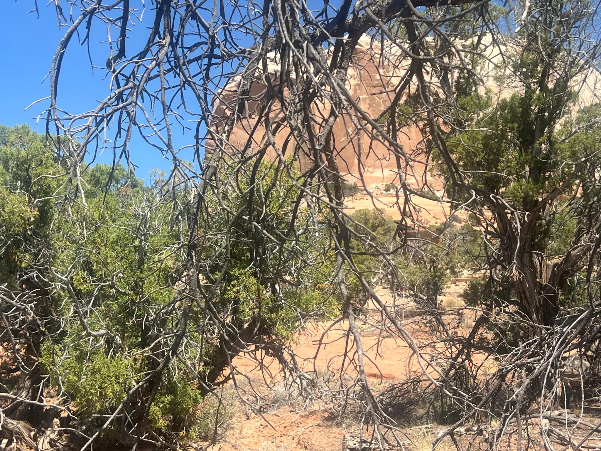 Natural desert landscape featuring sparse green foliage, dry brush, and a distant reddish-orange rock formation under a clear blue sky