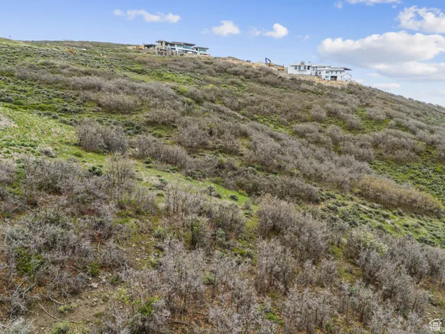 View of local wilderness