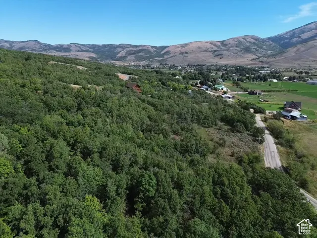 Extensive hillside acreage with mature trees