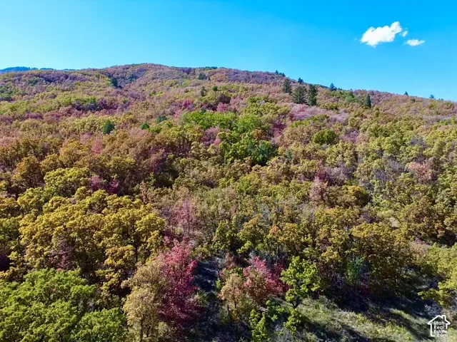 Mountainous terrain with diverse tree coverage, including evergreen and deciduous varieties