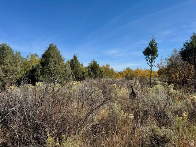 View of local wilderness