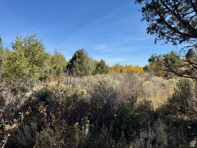 View of local wilderness