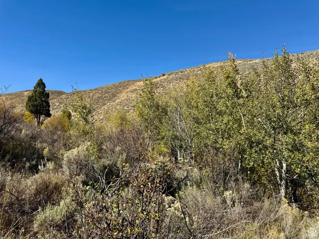 View of local wilderness featuring a mountain view