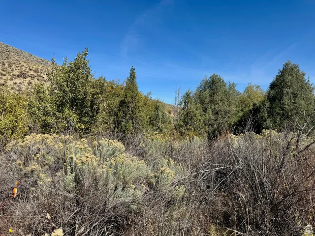 View of local wilderness