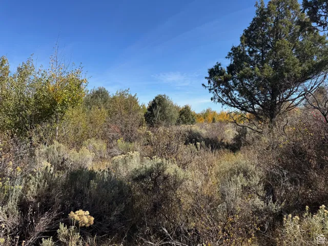 View of local wilderness
