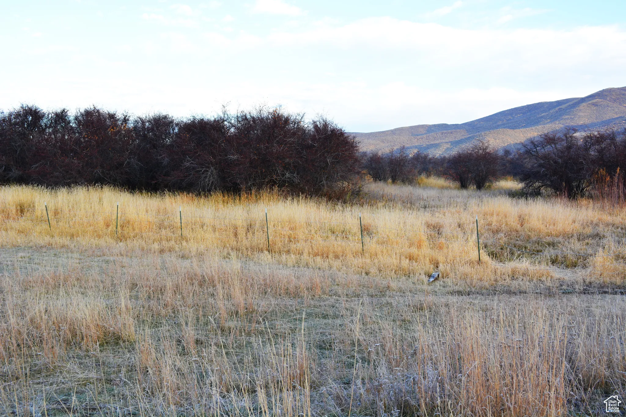 Meadow near the river