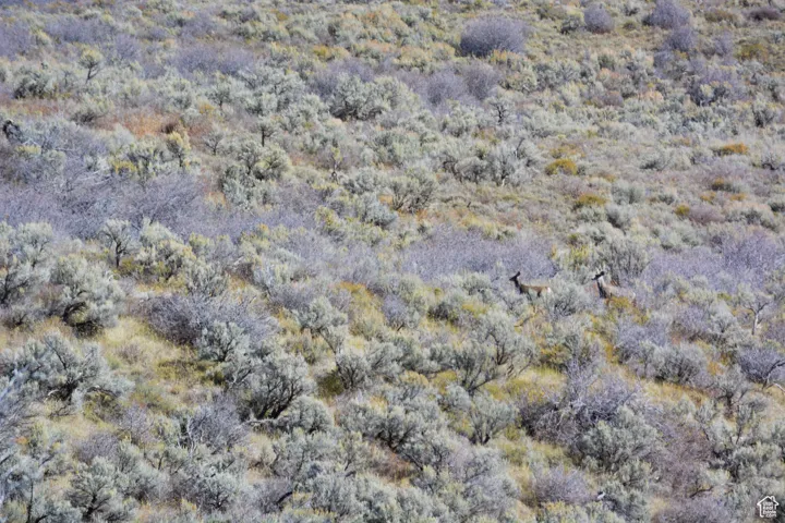 Deer
