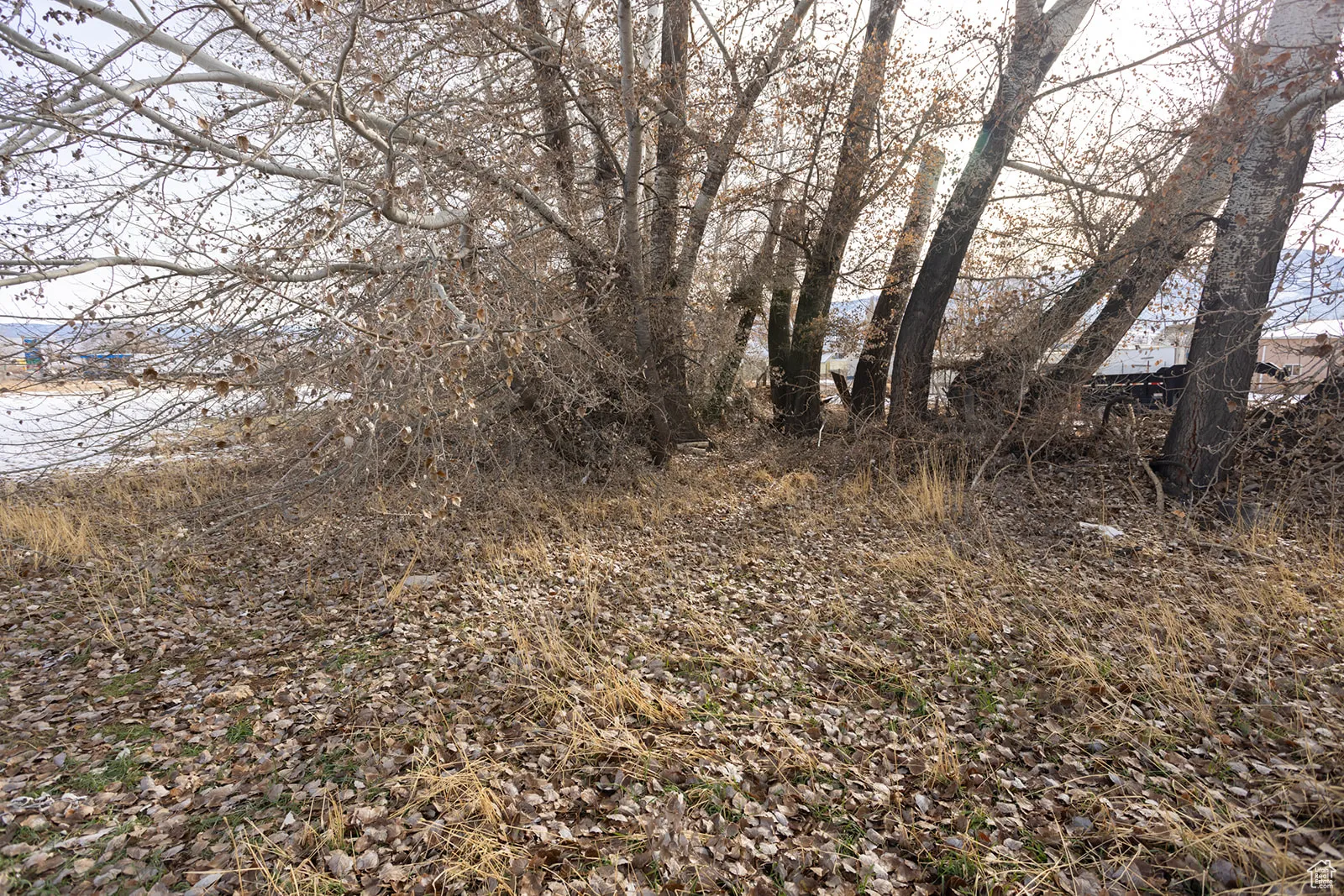 View of local wilderness