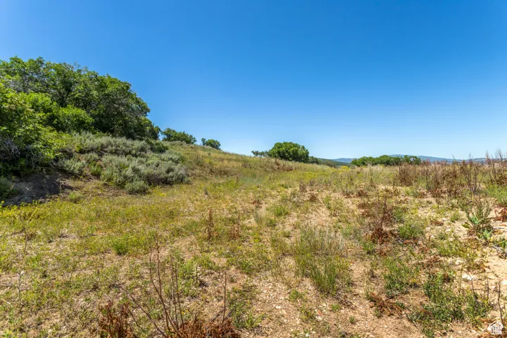 View of local wilderness