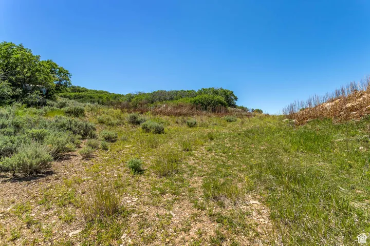 View of local wilderness