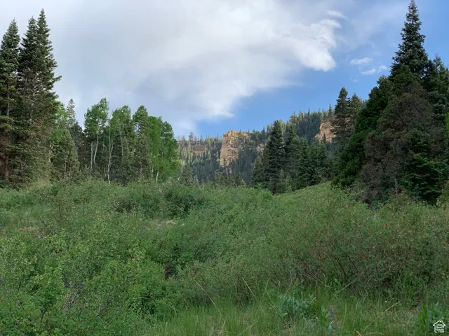 View of local wilderness