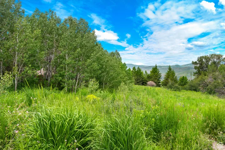 View of local wilderness with a mountain view