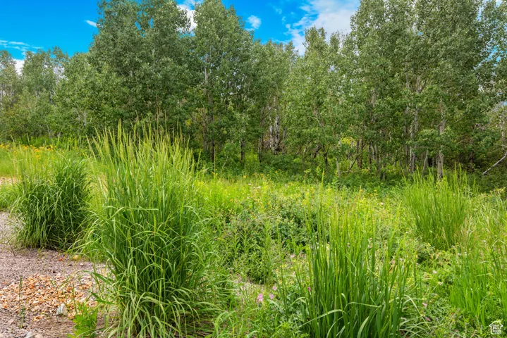 View of nature