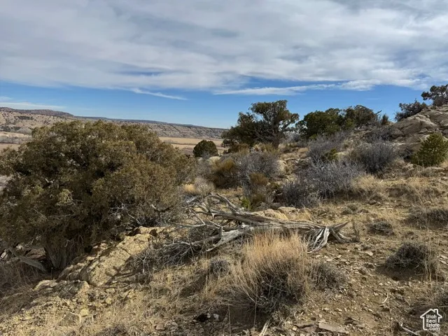 View of local wilderness