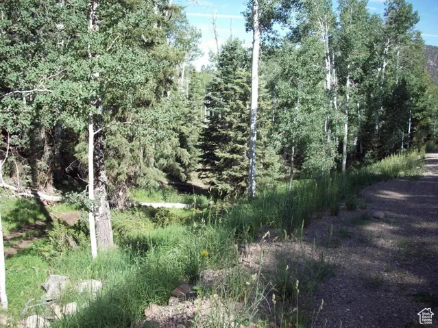 View of local wilderness