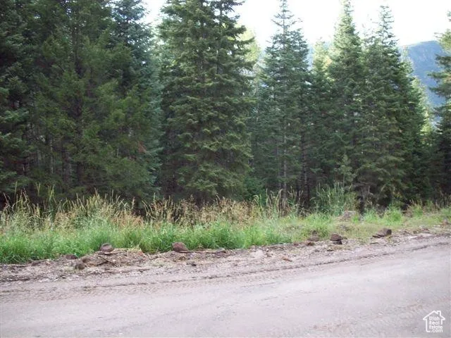 View of local wilderness