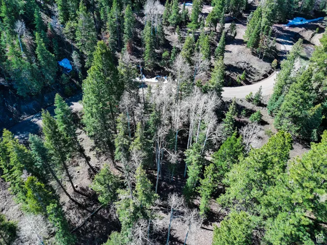 Drone / aerial view featuring a view of trees