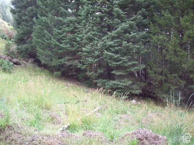 View of local wilderness with a view of trees