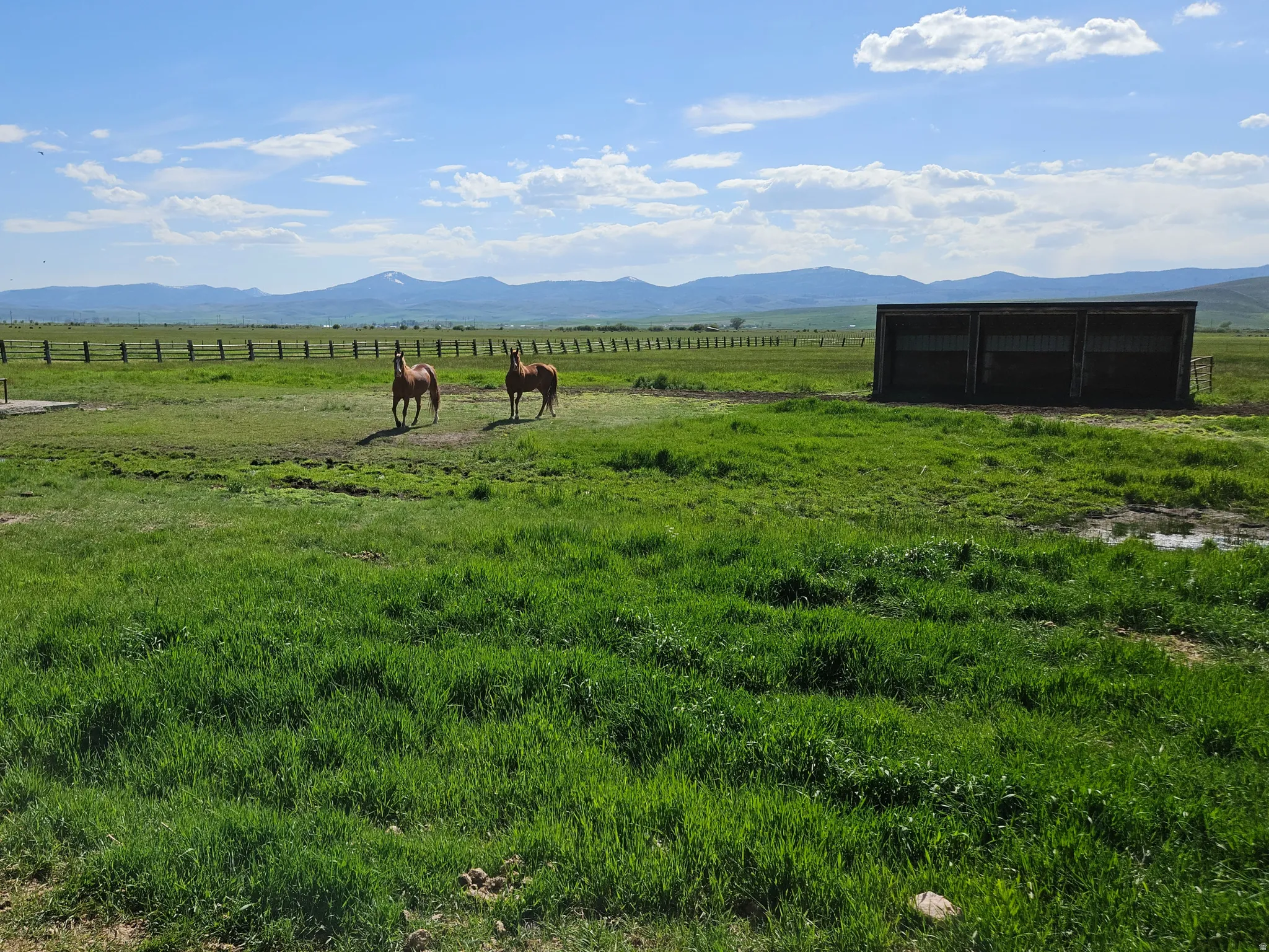 Expansive green pastures featuring a wooden fence line, a watering trough, and a three-stall shelter