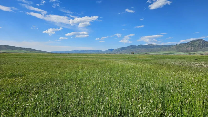 Expansive green field under a clear blue sky, featuring distant rolling hills and a mountainous backdrop