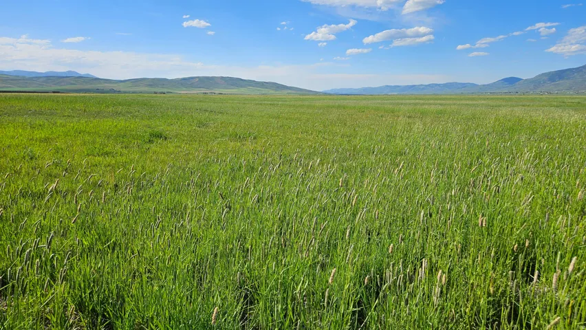 Expansive green field with natural vegetation, bordered by distant rolling hills under a clear blue sky