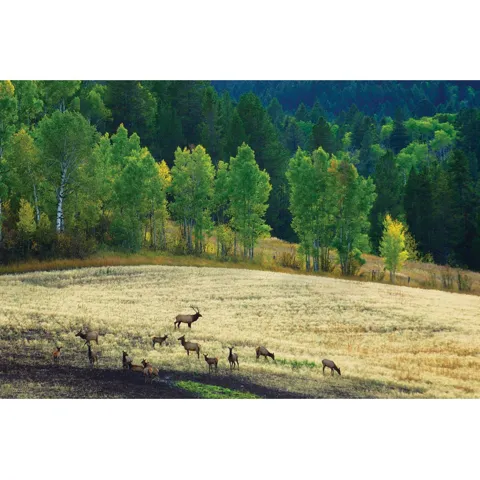 View of yard featuring a wooded view and a rural view