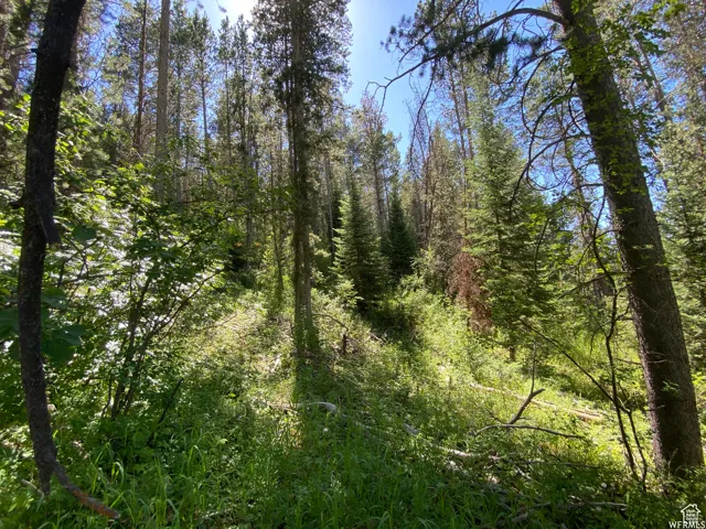 View of local wilderness with a wooded view