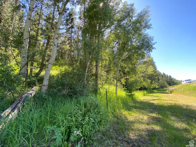 View of nature