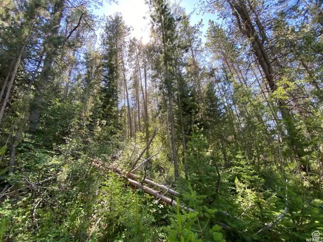 View of nature featuring a wooded view