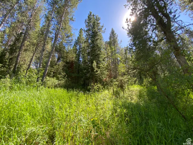 View of local wilderness