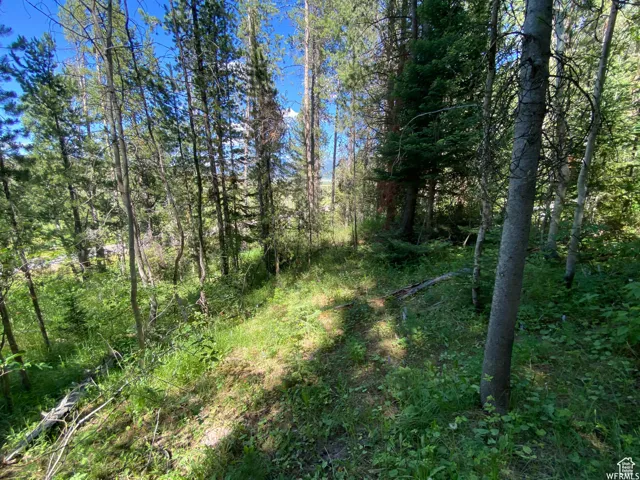 View of nature with a view of trees