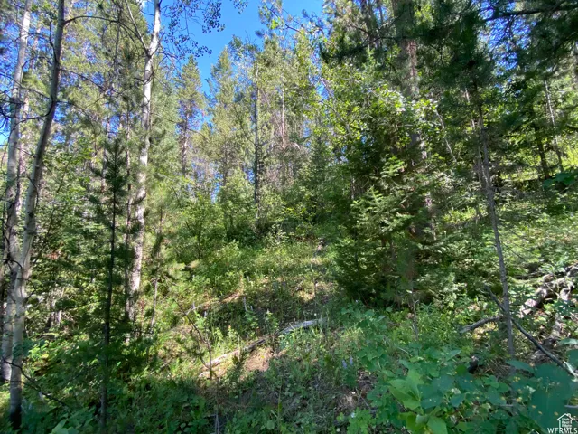 View of nature with a view of trees