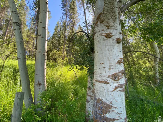 View of nature
