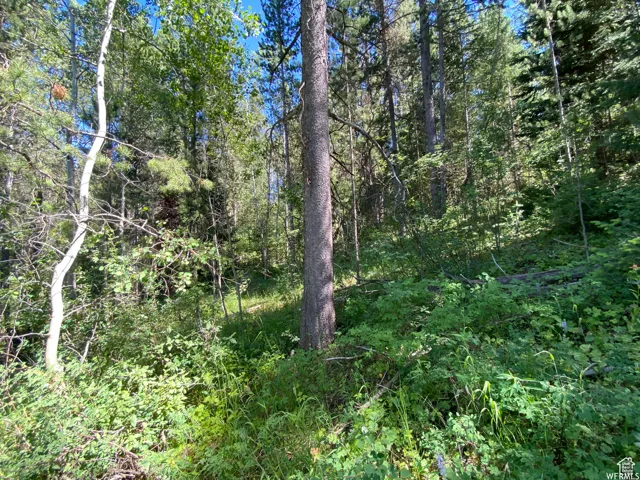 View of nature with a view of trees