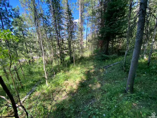 View of nature with a view of trees