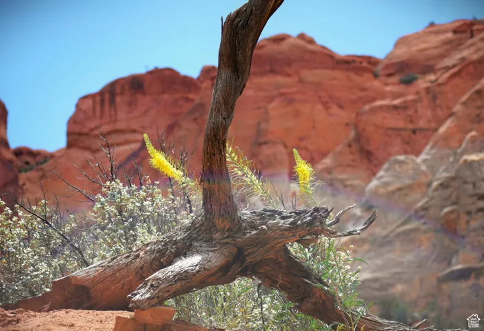 Blooming Prince's Plume in Capitol Reef National Park