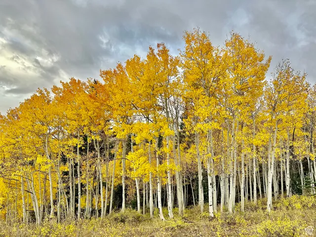 Boulder Mountain Aspens in the fall