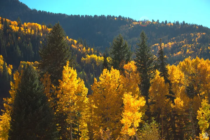 Fall Colors on Boulder Mountain