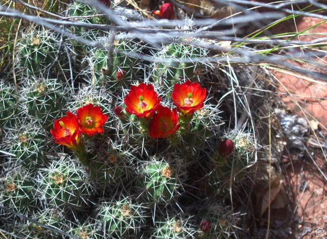 Blooming cactus