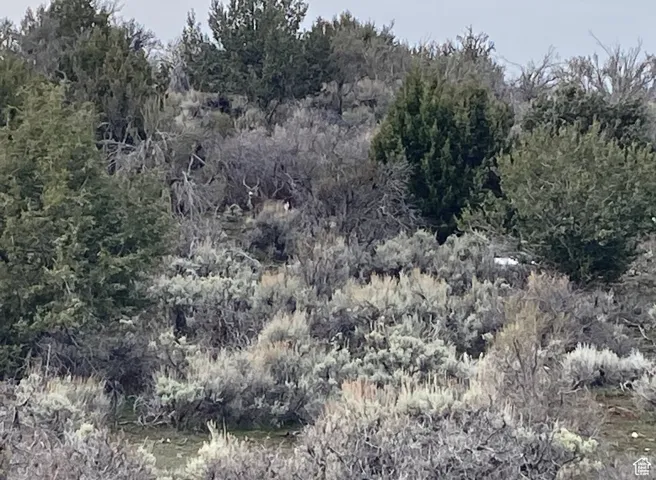 View of local wilderness with a view of trees