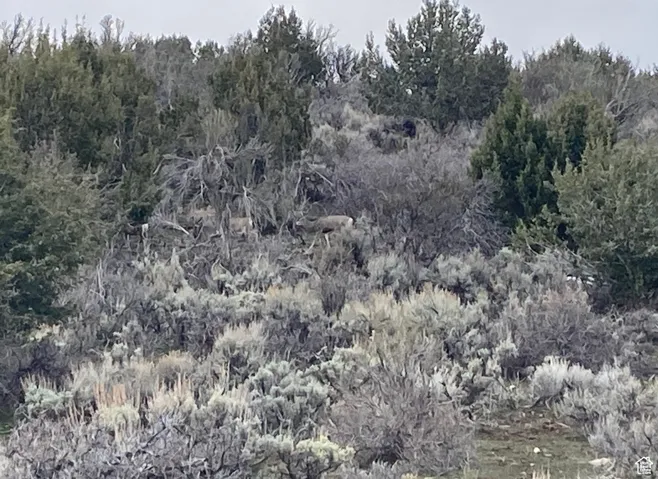 View of local wilderness with a forest view