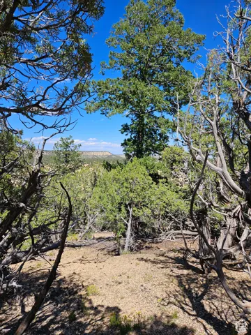 Beautiful secluded 10 acres with tons of trees and views!